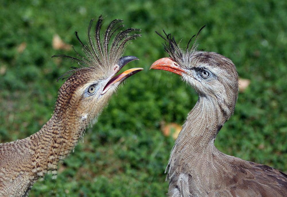 Red-legged seriema (commons.m.wikimedia.org/Manfred Wener/Tsui)