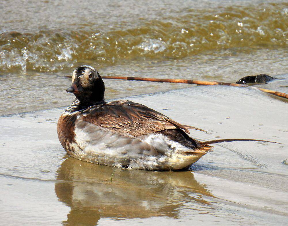 Bebek ekor panjang (commons.m.wikimedia.org/Blondinrikard Froberg)