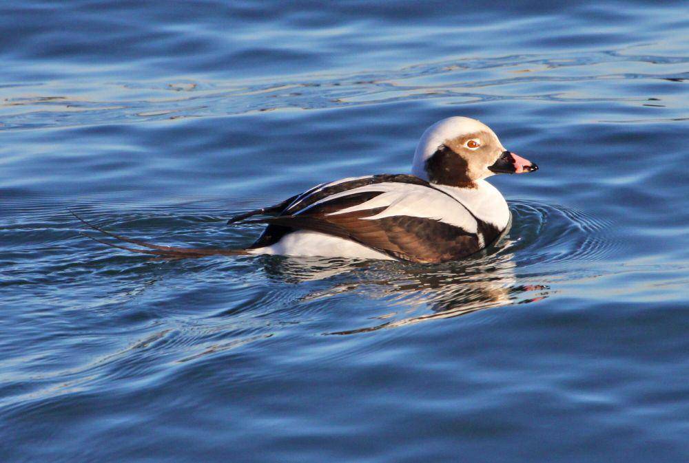 Bebek ekor panjang (commons.m.wikimedia.org/Judy Gallagher)