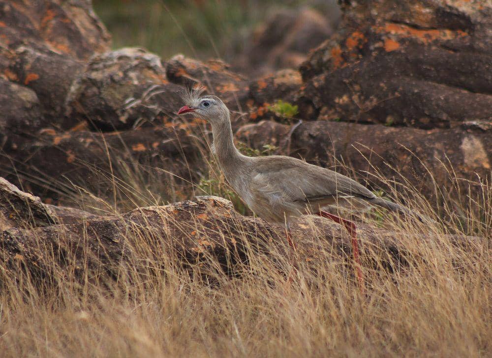 Red-legged seriema (commons.m.wikimedia.org/Under the same moon...)