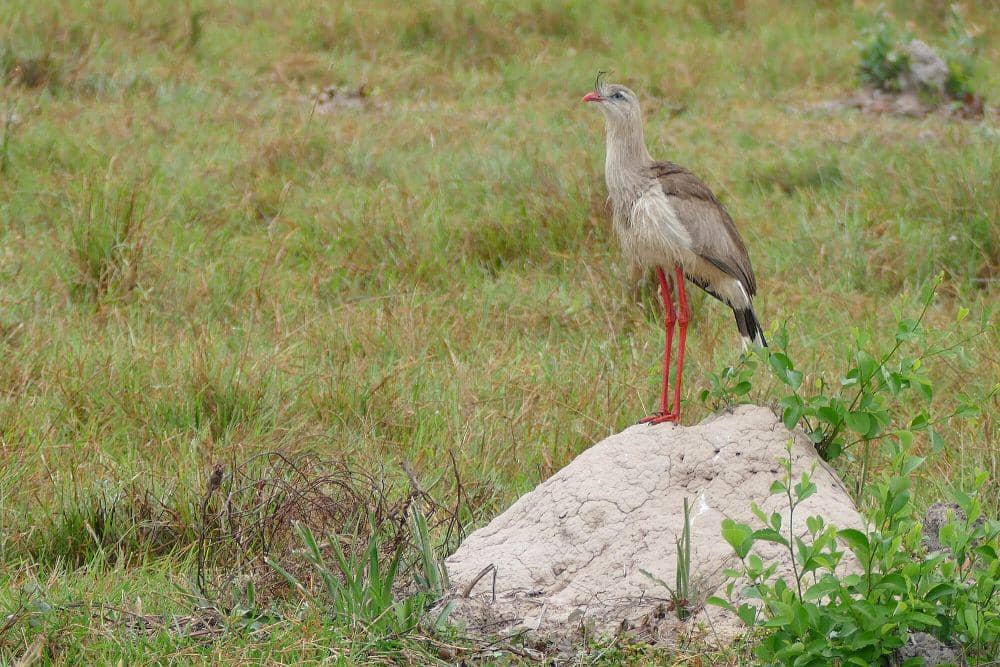 Red-legged seriema (commons.m.wikimedia.org/Bernard Dupont)