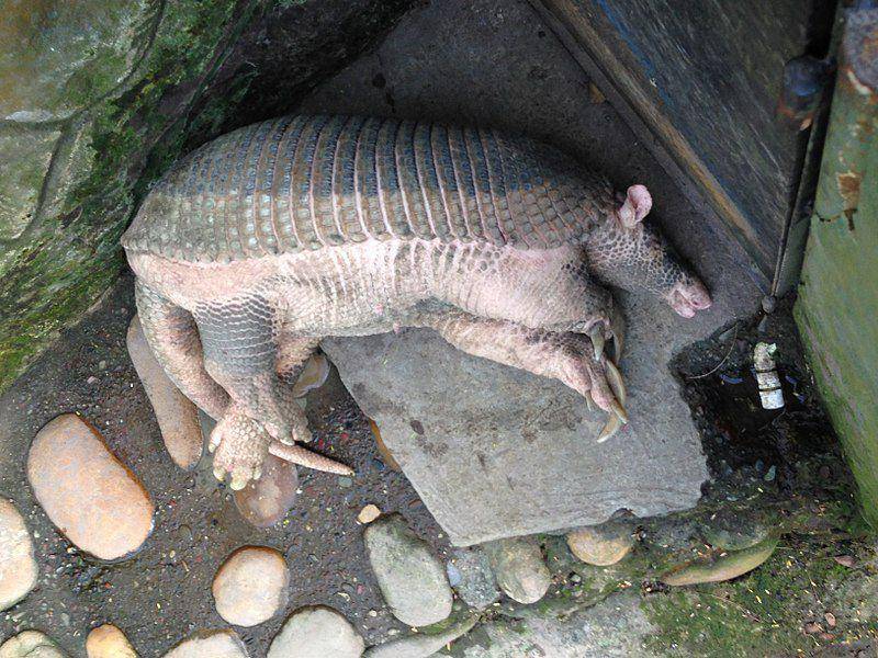armadillo raksasa yang sedang tidur di penangkaran (commons.wikimedia.org/pipeafcr)