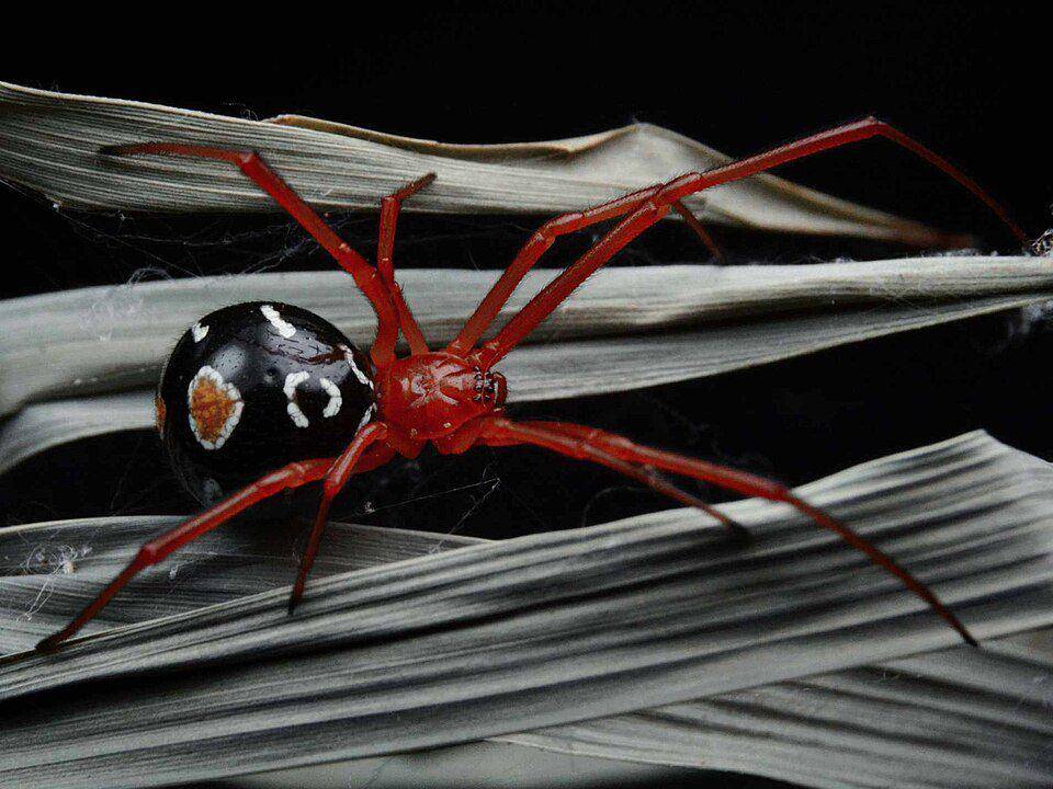 ilustrasi laba-laba janda merah (wikimedia.org/ArachnologLucy)