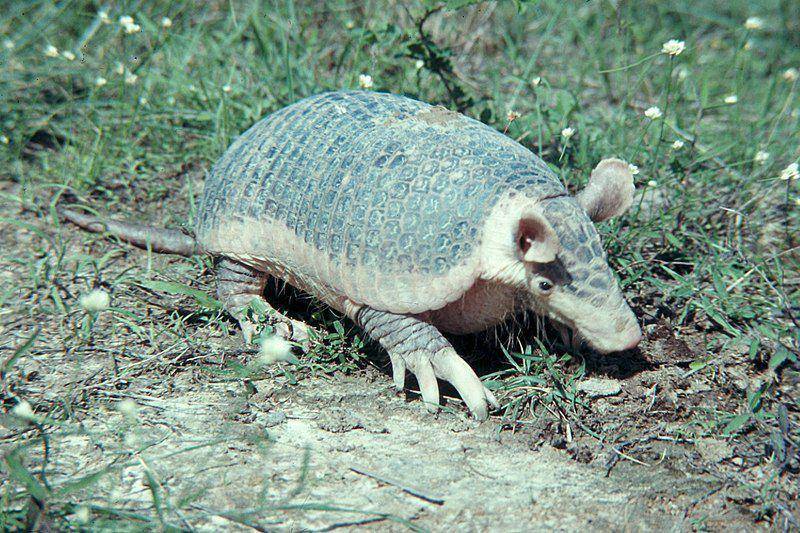 potret penuh dari tubuh armadillo raksasa (commons.wikimedia.org/Colorado State University Libraries)