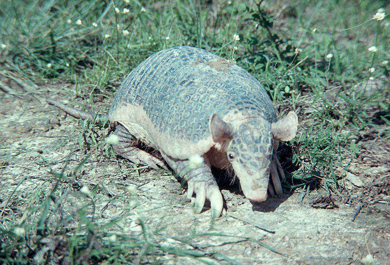 Armadillo raksasa jadi mamalia darat dengan cakar terpanjang di dunia. (commons.wikimedia.org/ Colorado State University Libraries)