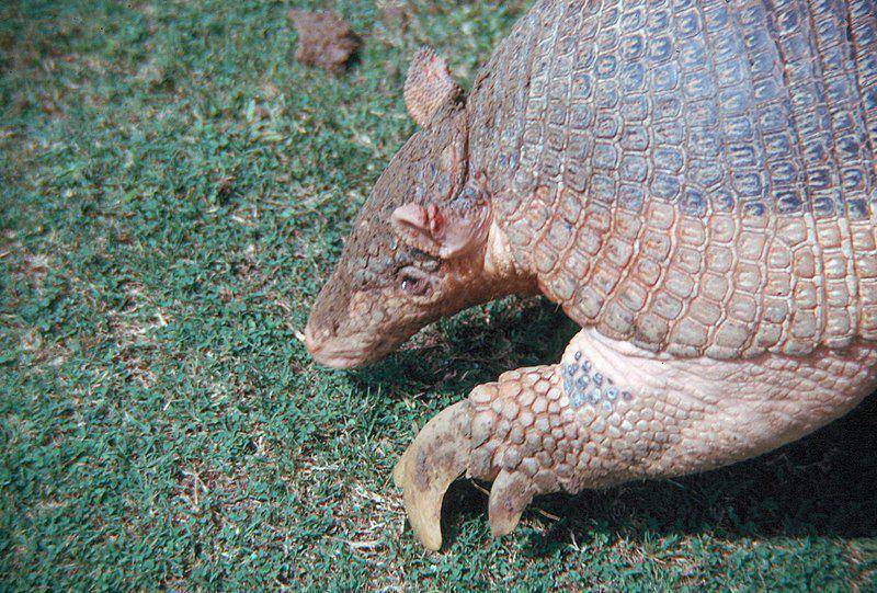 Berkat cakarnya, menggali tanah bukan masalah bagi armadillo raksasa. (commons.wikimedia.org/ Colorado State University Libraries )