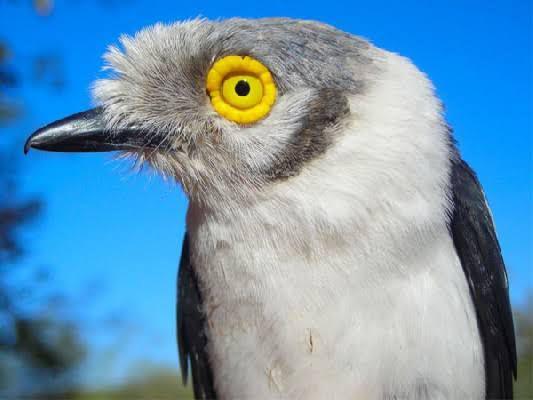 7 Trivia Helmetshrike, Burung Unik Dengan Mata Bentuk Bunga Matahari