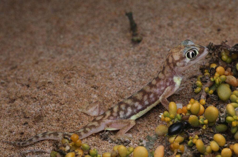 Cecak pasir namib (inaturalist.org/vojtechvita)