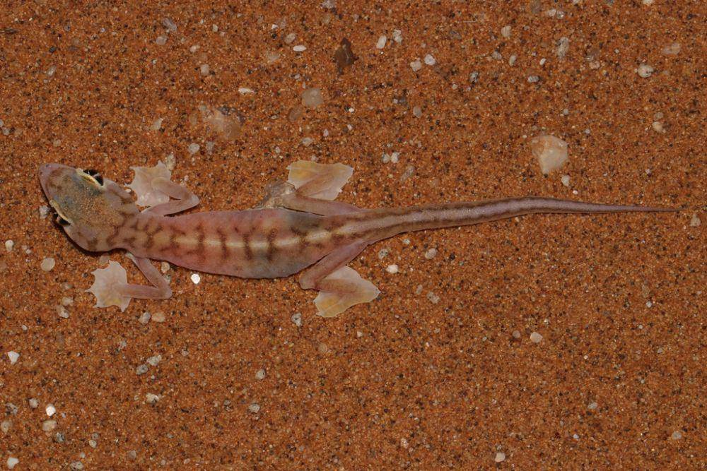 Cecak pasir namib (inaturalist.org/ryanvanhuyssteen)