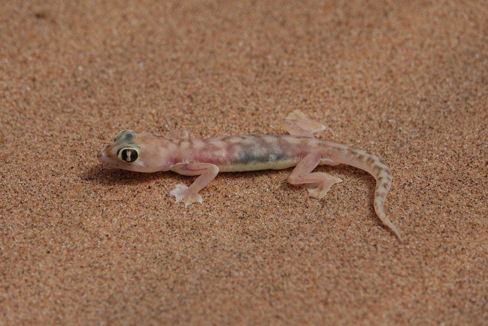 Cecak pasir namib (inaturalist.org/tuoichen)