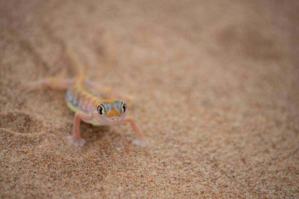 Cecak pasir namib (inaturalist.org/johnnygiese)