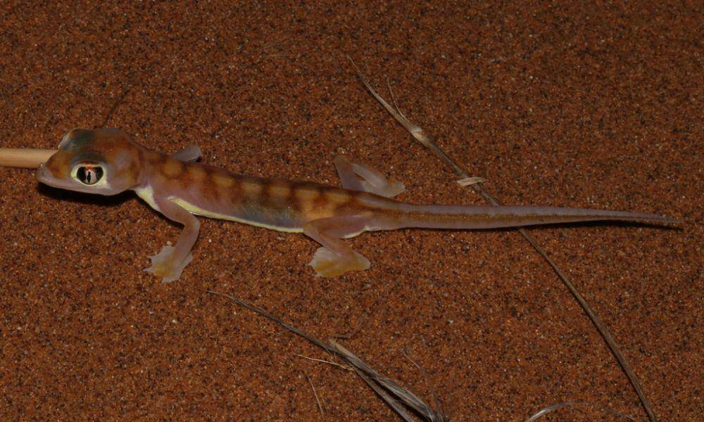 Cecak pasir namib (inaturalist.org/ryanvanhuyssteen)