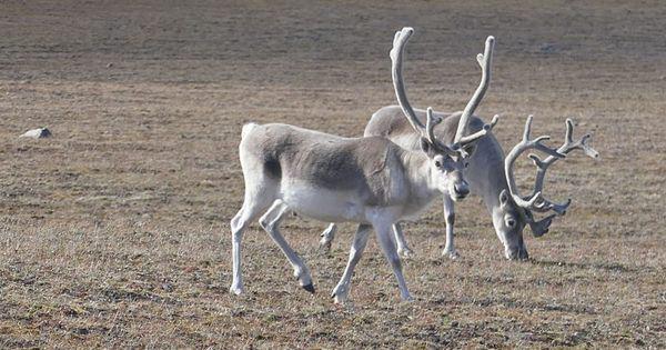 5 Fakta Peary Caribou, Hewan yang Sering Berebut Pasangan!