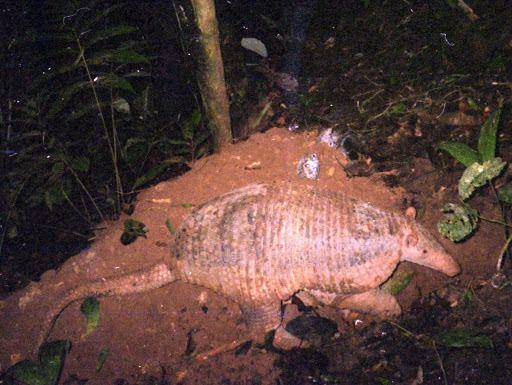 armadillo raksasa yang sedang memakan rayap (commons.wikimedia.org/Matt Muir)