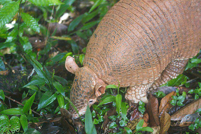 potret armadillo raksasa yang sudah dewasa (commons.wikimedia.org/Guillaume Delaitre)