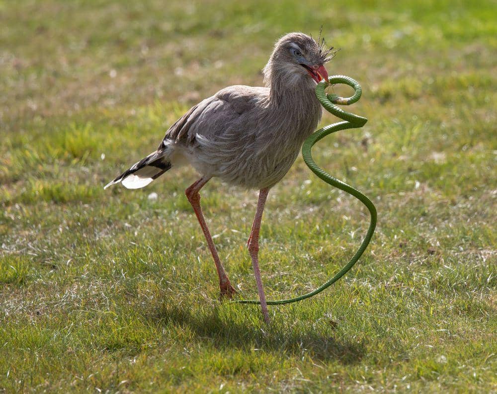 Red-legged seriema (pixabay.com/Kev)