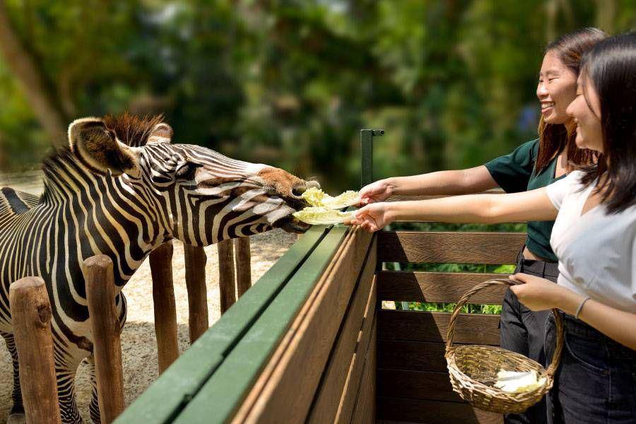 potret Singapore Zoo (mandai.com)
