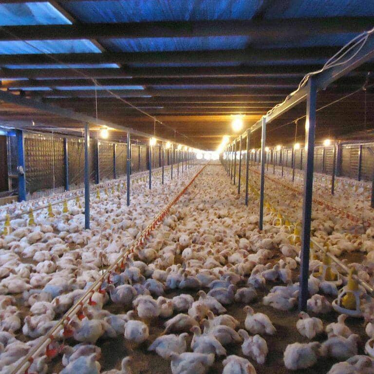 ternak ayam broiler(instagram.com/urbanina.id)