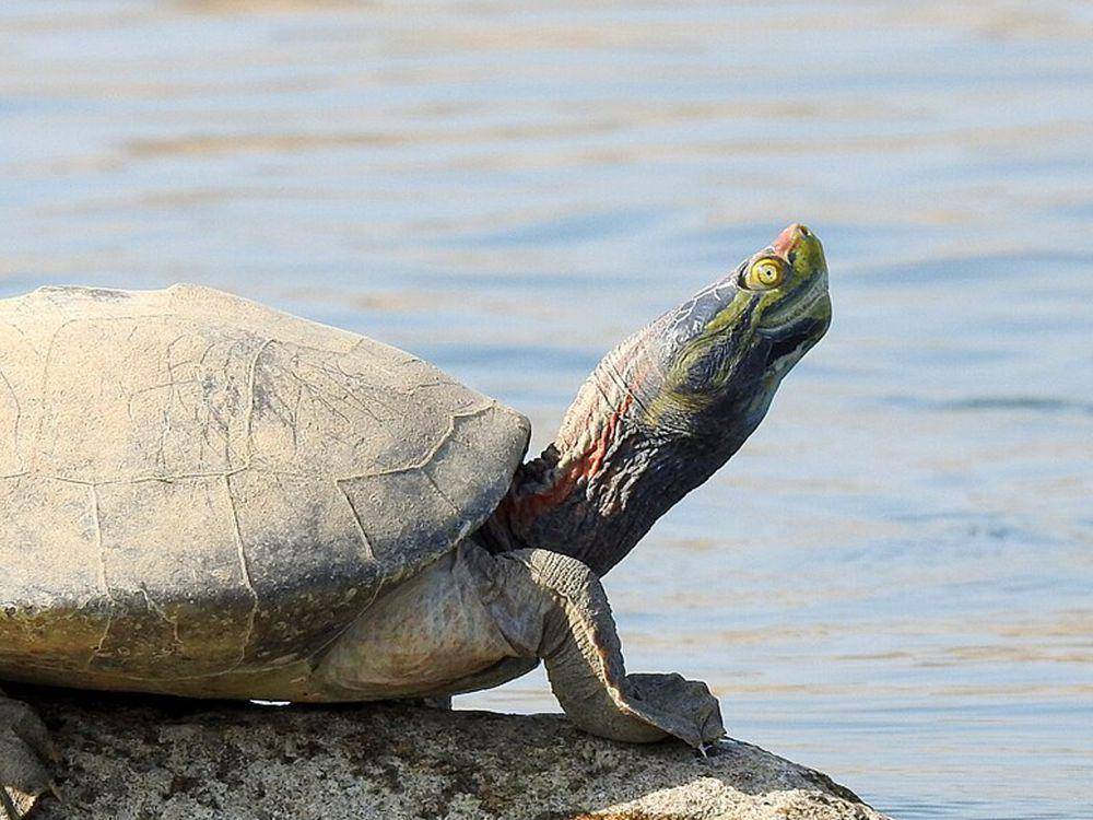potret Bengal roof turtle (commons.wikimedia.org/Hari arcw)