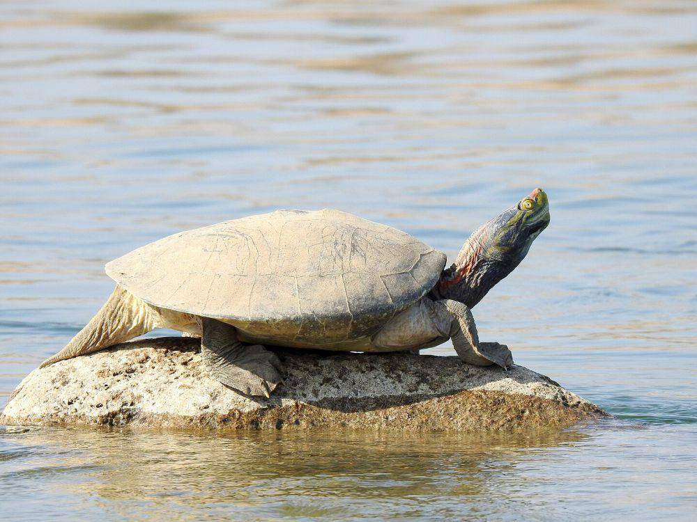 potret Bengal roof turtle (commons.wikimedia.org/Hari arcw)