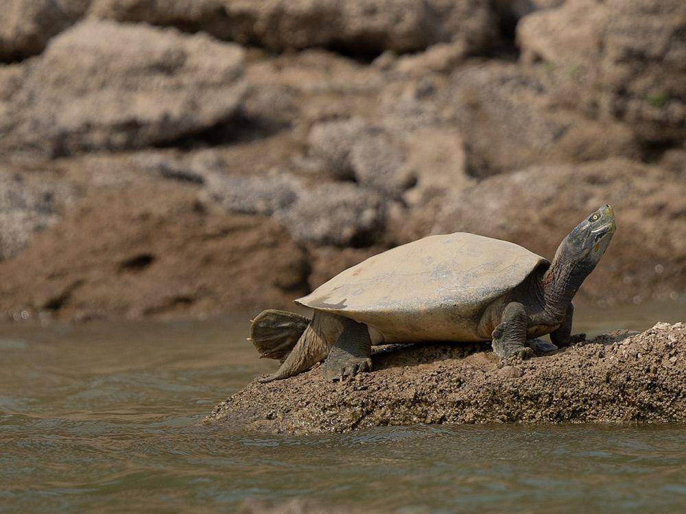 potret Bengal roof turtle (commons.wikimedia.org/Kandukuru Nagarjun)