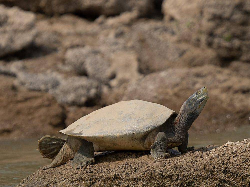 potret Bengal roof turtle (commons.wikimedia.org/Kandukuru Nagarjun)