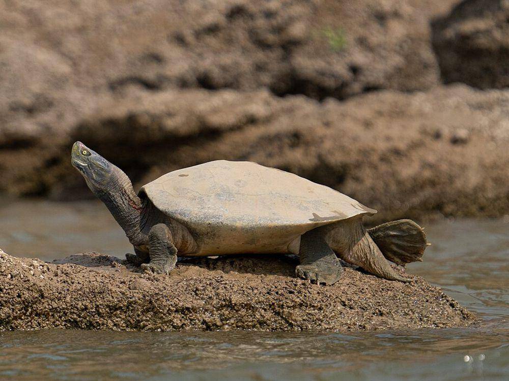 potret Bengal roof turtle (commons.wikimedia.org/Kandukuru Nagarjun)