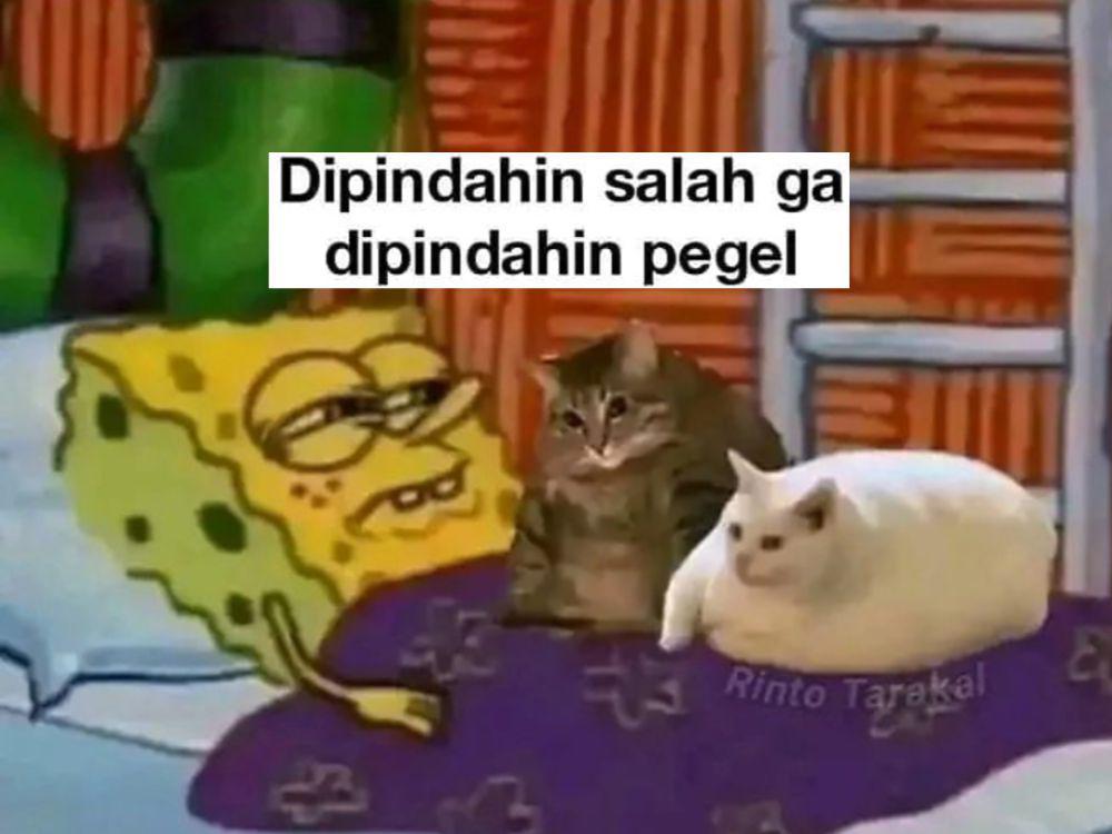 7 Meme Pecinta Kucing yang Bikin Mood Meningkat, Gak Mau Kehilangan?
