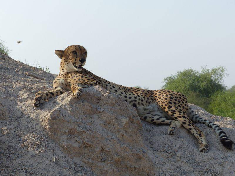 Northeast african cheetah (commons.wikimedia.org/Simon J. Tonge)