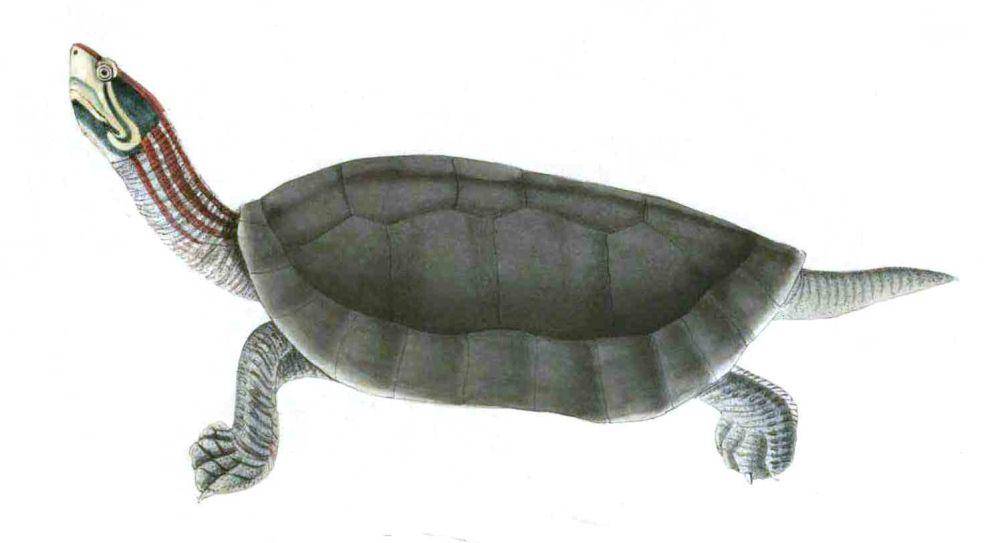 potret Bengal roof turtle (commons.wikimedia.org/Thomas Hardwicke)