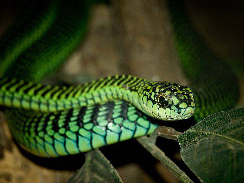 Boomslang (commons.wikimedia.org/William Warby)