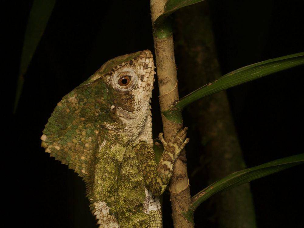 Iguana berpunuk (inaturalist.org/sullivanribbit)
