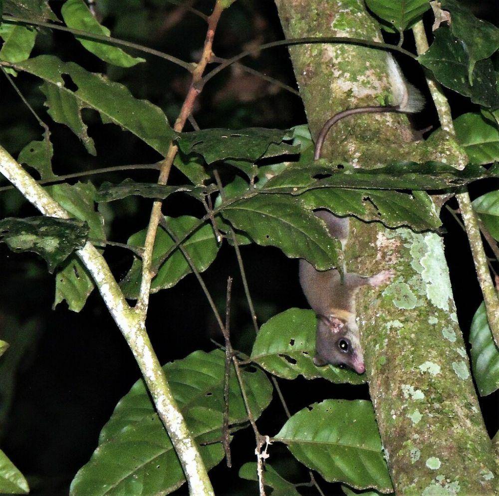 Ekor yang sensitif (inaturalist.org/naturegirlkh)