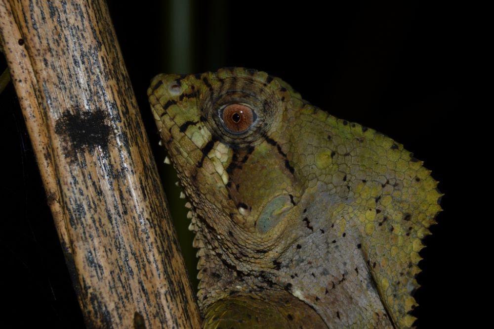 5 Fakta Unik Iguana Berpunuk, Punya Kemampuan Seperti Bunglon