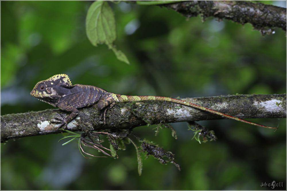 Iguana berpunuk (inaturalist.org/jakescott)
