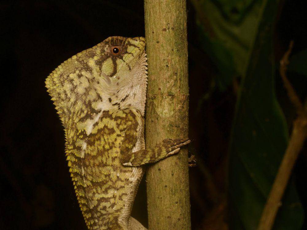 Iguana berpunuk (inaturalist.org/sullivanribbit)