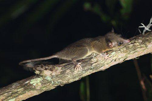 Mandiri ketika berusia 4 pekan (inaturalist.org/Nicolas Senator)