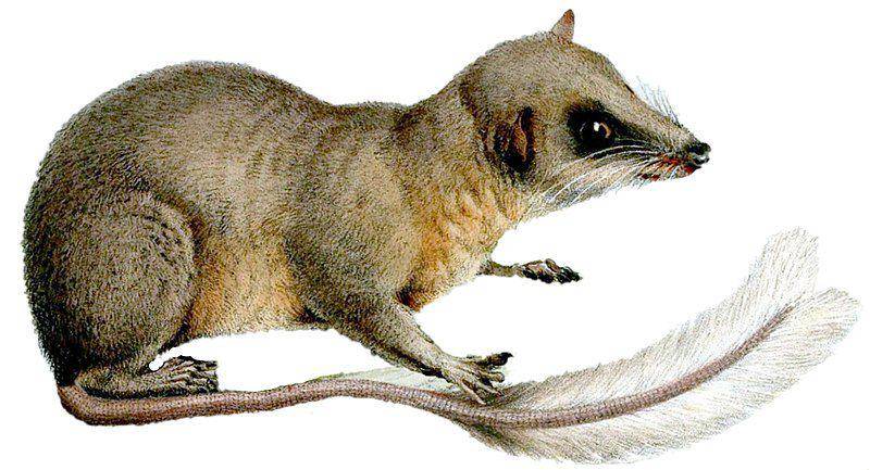 Ekor berbentuk pena bulu (commons.wikimedia.org/Joseph Wolf)
