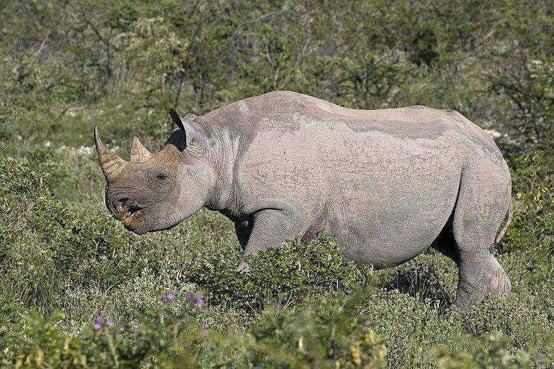 Black rhino (commons.wikimedia.org/Charles J. Sharp)