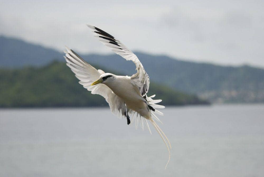White-tailed tropicbird (commons.m.wikimedia.org/Lizot Pierrick)