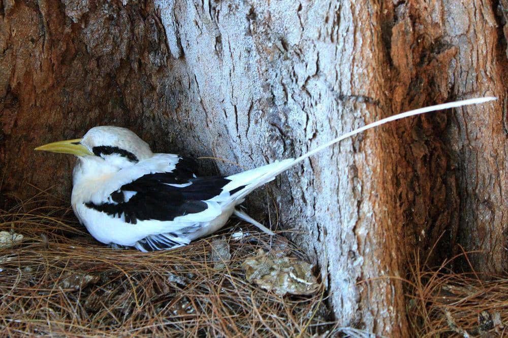 White-tailed tropicbird (commons.m.wikimedia.org/Dreizung)