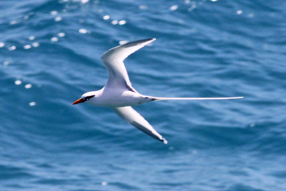 White-tailed tropicbird (commons.m.wikimedia.org/Ron Knight)
