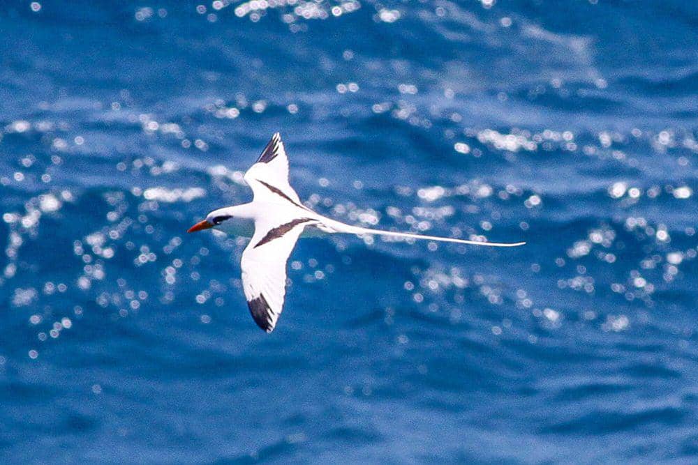 White-tailed tropicbird (commons.m.wikimedia.org/Ron Knight)