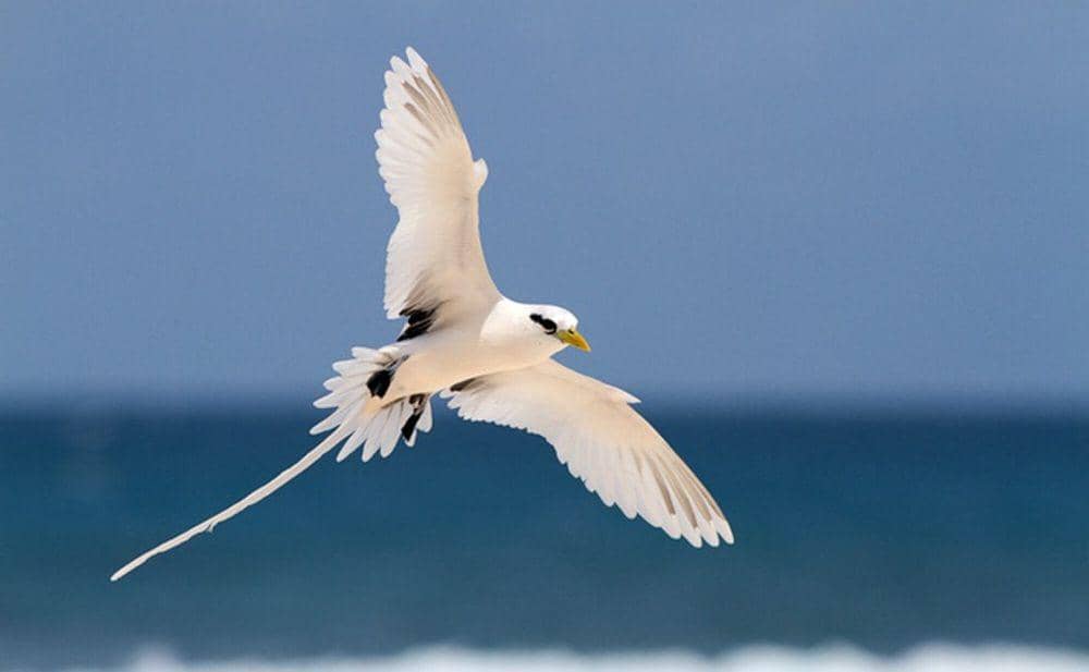 5 Fakta White-tailed Tropicbird, Ritual Penerbangannya Sangat Rumit