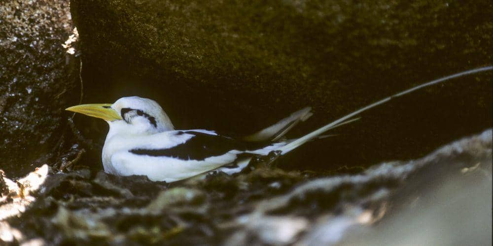 White-tailed tropicbird (commons.m.wikimedia.org/Francesco Veronesi)