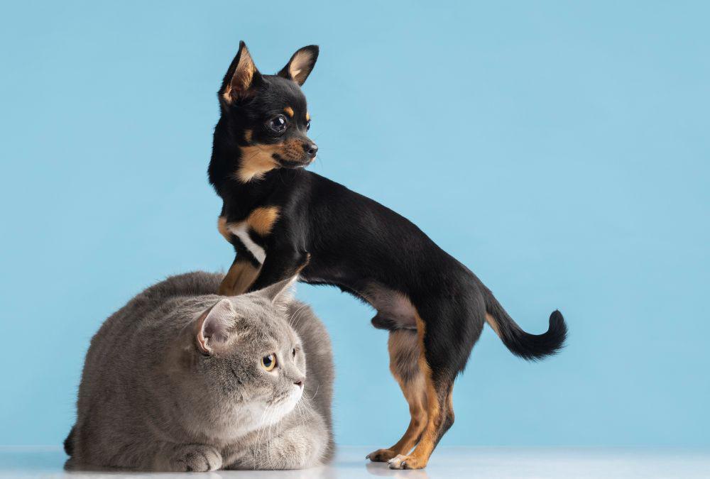 kucing dan anjing