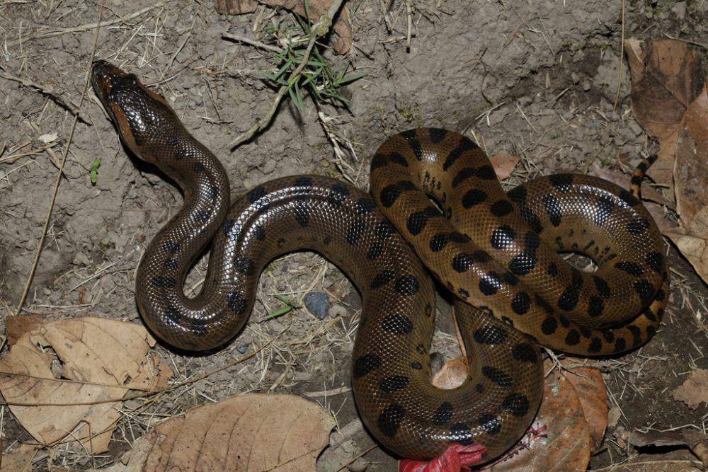 Anaconda hijau (inaturalist.org/johnlenagan)