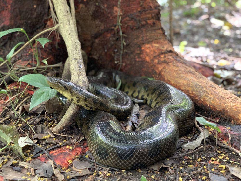 Anaconda bolivia (inaturalist.org/mykeclarkson)