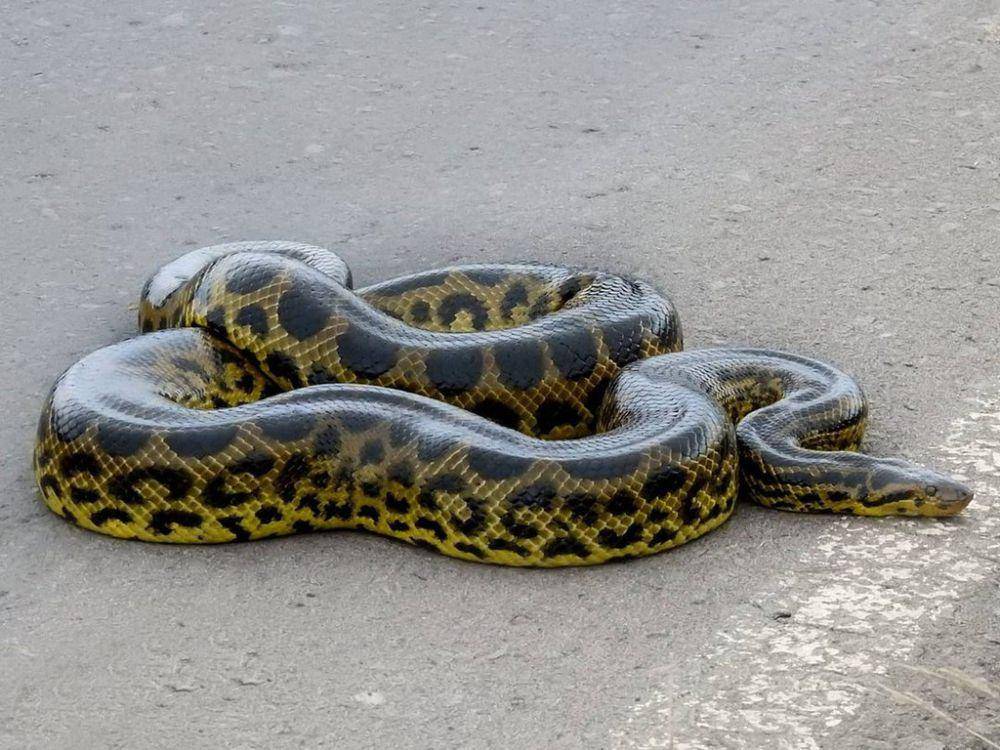 Anaconda kuning (inaturalist.org/taguato_)