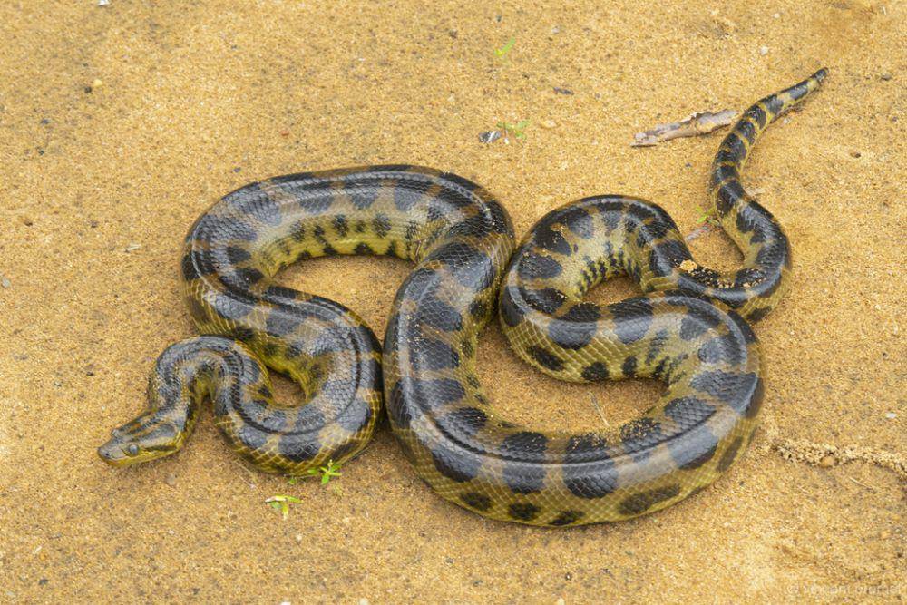 Anaconda tutul hitam (inaturalist.org/vincentpremel)